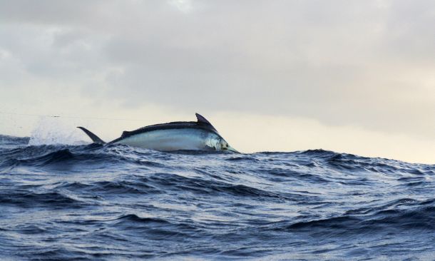 Win a WAECO Ice Box photo comp entry